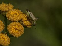 Adelphocoris lineolatus 12, Luzernesierblindwants, Saxifraga-Jan van der Straaten