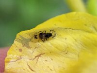 Anoecia corni