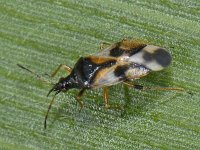 Anthocoris nemorum #09522 : Anthocoris nemorum, Common Flower Bug, Gewone bloemwants
