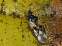 Anthocoris nemorum #10246 : Anthocoris nemorum, Common Flower Bug, Gewone bloemwants