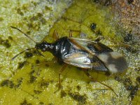Anthocoris nemorum #10247 : Anthocoris nemorum, Common Flower Bug, Gewone bloemwants