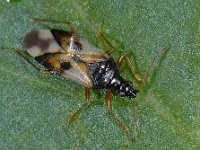 Anthocoris nemorum #14070 : Anthocoris nemorum, Common Flower Bug, Gewone bloemwants