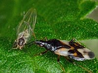 Anthocoris nemorum 6, Gewone bloemwants, Saxifraga-Ab H Baas