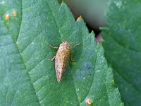 Aphrophora salicina 2, Saxifraga-Tom Heijnen