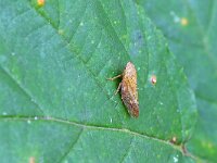 Aphrophora salicina 3, Saxifraga-Tom Heijnen