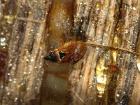 Bug in resin 1, amber, Foto Fitis-Sytske Dijksen
