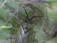 Calocoris affinis