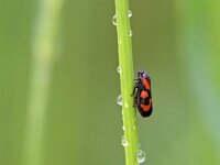Cercopis vulnerata 8, Bloedcicade, Saxifraga-Tom Heijnen