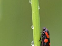 Cercopis vulnerata 9, Bloedcicade, Saxifraga-Tom Heijnen