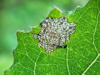 Chaitophorus tremulae