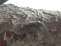 Cicada orni 1, Saxifraga-Al Vrezec