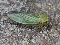Cicadella viridis #05053 : Cicadella viridis, Groene rietcicade