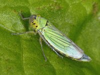 Cicadella viridis S06 #09282 : Cicadella viridis, Groene rietcicade, female