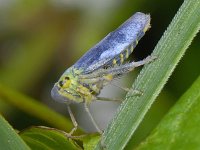 Cicadella viridis S06 #09291 : Cicadella viridis, Groene rietcicade, male