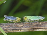 Cicadella viridis S06 #09318 : Cicadella viridis, Groene rietcicade, courtship