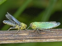 Cicadella viridis S06 #09320 : Cicadella viridis, Groene rietcicade, courtship