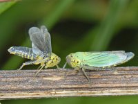 Cicadella viridis S06 #09321 : Cicadella viridis, Groene rietcicade, courtship