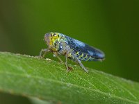 Cicadella viridis 7, Foto Fitis-Sytske Dijksen