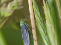 Cicadella viridis 8, Foto Fitis-Sytske Dijksen