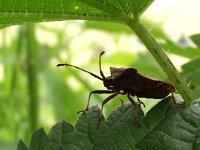 Coreus marginatus 23, Zuringrandwants, Saxifraga-Frank Dorsman  Coreus marginatus, ZuringwantsBredevoort 100811