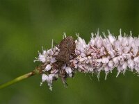 Coreus marginatus 44, Zuringrandwants, Saxifraga-Jan van der Straaten