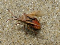 Coreus marginatus 45, Zuringrandwants, Saxifraga-Foto Fitis-Sytske Dijksen