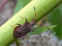 Coreus marginatus 49, Zuringrandwants, Saxifraga-Tom Heijnen