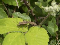 Coreus marginatus 55, Zuringrandwants, Saxifraga-Willem van Kruijsbergen