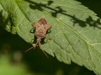 Coreus marginatus 63, Zuringrandwants, Saxifraga-Jan van der Straaten