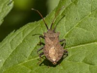 Coreus marginatus 64, Zuringrandwants, Saxifraga-Jan van der Straaten