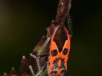 Corizus hyoscyami 5, Kaneelwants, Saxifraga-Tom Heijnen