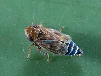Deltocephalus pulicaris
