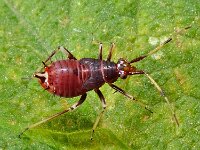 Deraeocoris ruber