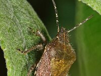 Dolycoris baccarum 8, Bessenwants, Saxifraga-Ab H Baas