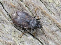 Drymus brunneus