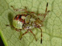 Elasmostethus interstinctus #13425 : Elasmostethus interstinctus, Berkenschildwants, nymph 5e stage