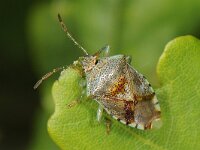 Elasmucha grisea #43708 : Elasmucha grisea