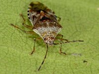 Elasmucha grisea 8, Berkenwants, Saxifraga-Ab H Baas