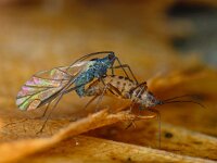 Euceraphis betulae 04, AHB  Euceraphis betulae copula Hardenberg