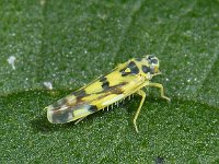 Cicade spec #09465 : Eupteryx aurata, Potato leafhopper, Dwergcicade