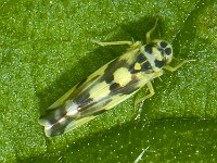Dwergcicade spec S02 #07747 : Eupteryx aurata, Potato leafhopper, Dwergcicade