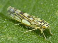 Dwergcicade spec S02 #07747 : Eupteryx aurata, Potato leafhopper, Dwergcicade