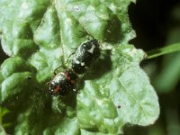 Eurydema oleracea, Cabbage Bug