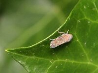 Fieberiella florii 4, Zuidelijke struik tsaar, Saxifraga-Tom Heijnen