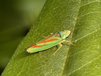 Graphocephala fennahi #01 : Graphocephala fennahi, Rhododendron leafhopper, Rhododendroncicade