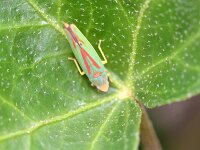 Graphocephala fennahi 30, Rododendroncicade, Saxifraga-Tom Heijnen