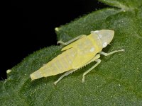 Graphocephala fennahi #02559 : Graphocephala fennahi, Rhododendron leafhopper, Rhododendroncicade, larva