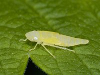 Graphocephala fennahi #02566 : Graphocephala fennahi, Rhododendron leafhopper, Rhododendroncicade, larva