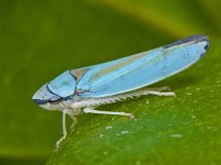Graphocephala fennahi #08875 : Graphocephala fennahi, Rhododendron leafhopper, Rhododendroncicade, blue variant