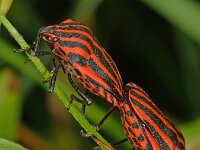 Graphosoma lineatum 10, Saxifraga-Ab H Baas